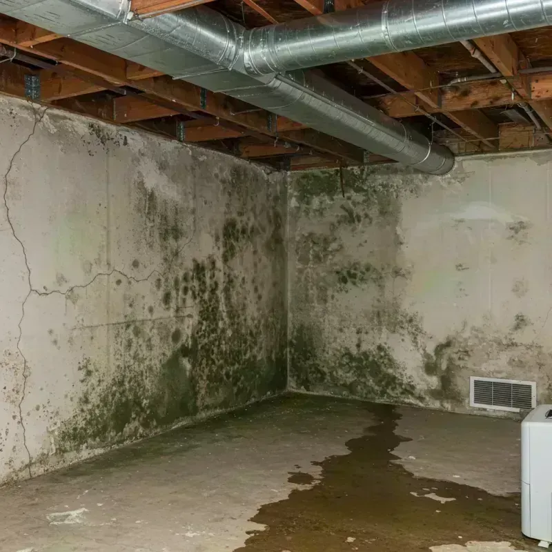 Professional Mold Removal in Martin County, KY